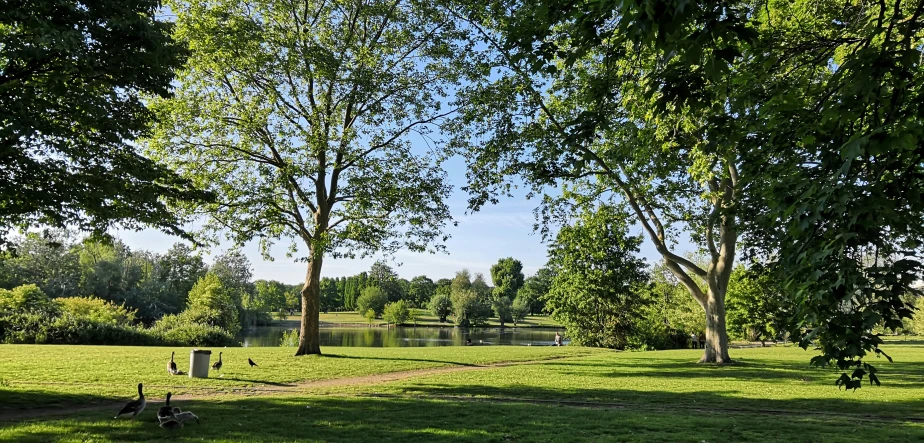 two geese stand in the shade of some trees on a sunny day