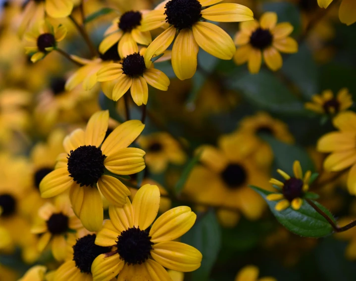 this is a close up image of yellow flowers