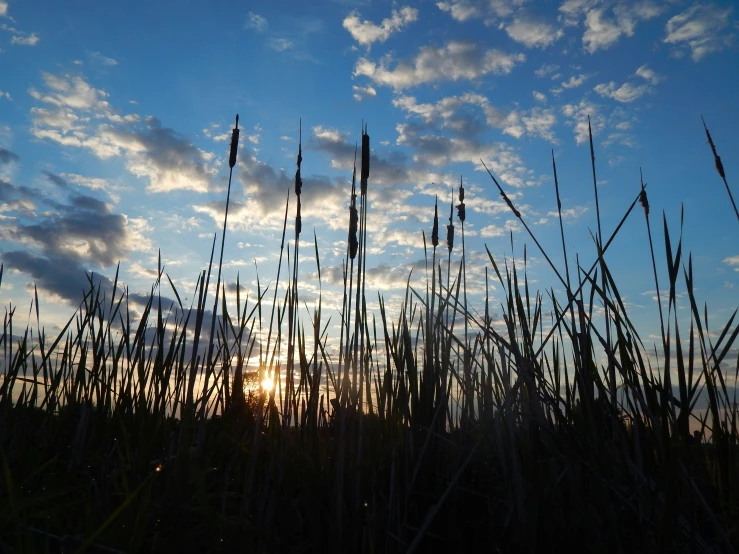 the sun is setting behind some tall grass