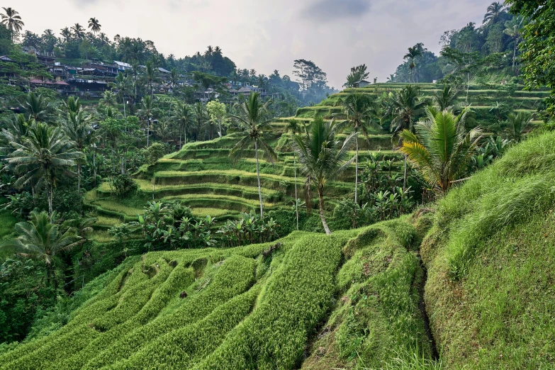 a man walking down a path in the green fields