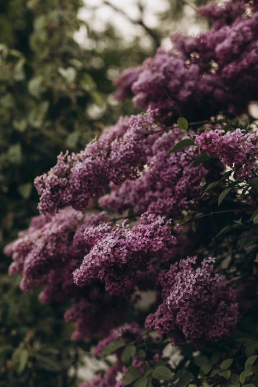 an image of trees with purple flowers on it