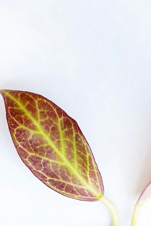 a single flower bud emerging from the outer part of a leaf