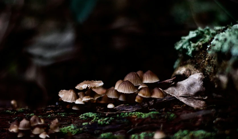 small mushrooms growing in a forest on the ground