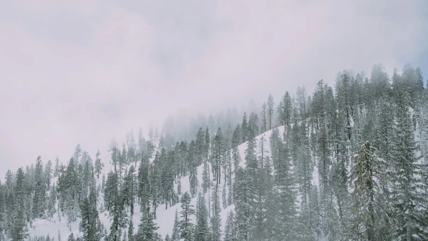 snowy slopes covered in snow with trees on it