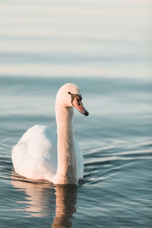 white swan floating in the water with its head tilted down