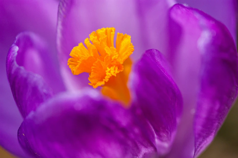 closeup image of the middle of purple flowers