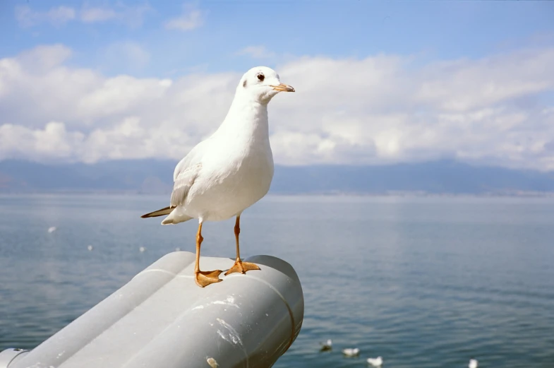 a white seagull standing on the end of a pipe