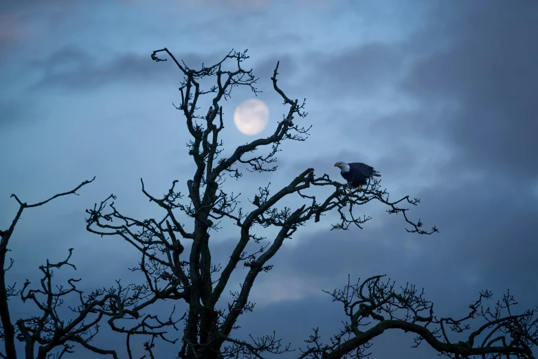 a lone bird is sitting in a tree with a moon behind it