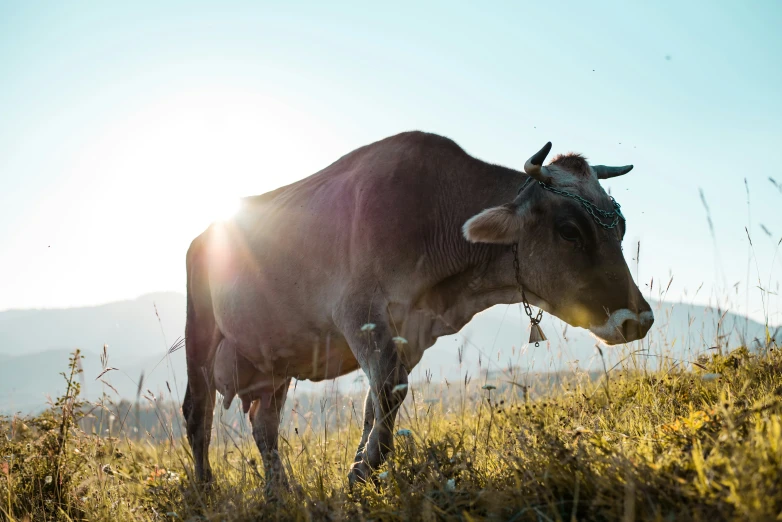 a cow standing in a grassy field under the sunlight