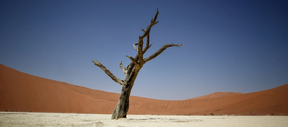a tree stands in front of a sandy dune