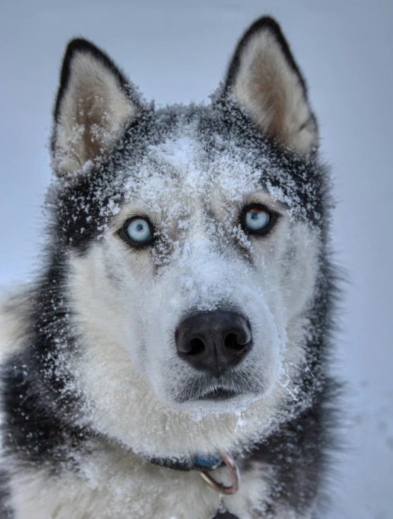 a dog covered in snow with very bright eyes