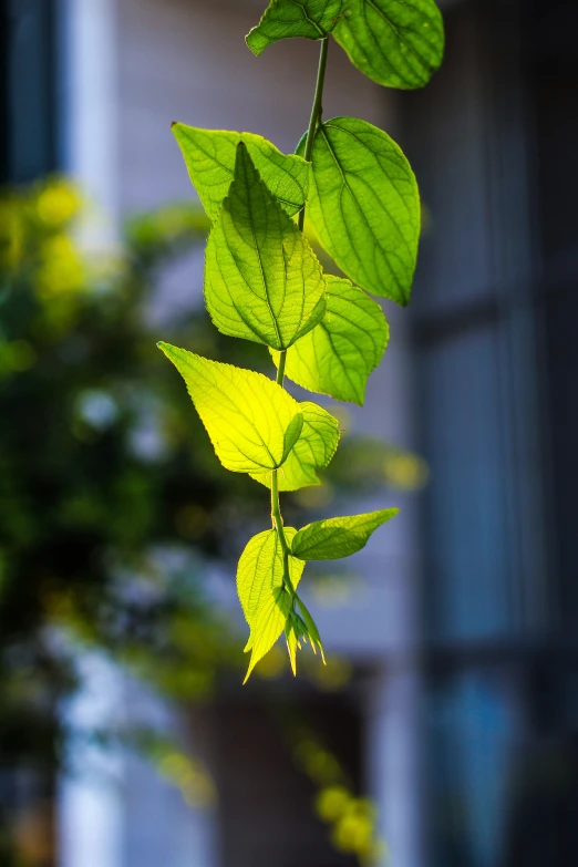 a close up of the leaves on the plant outside