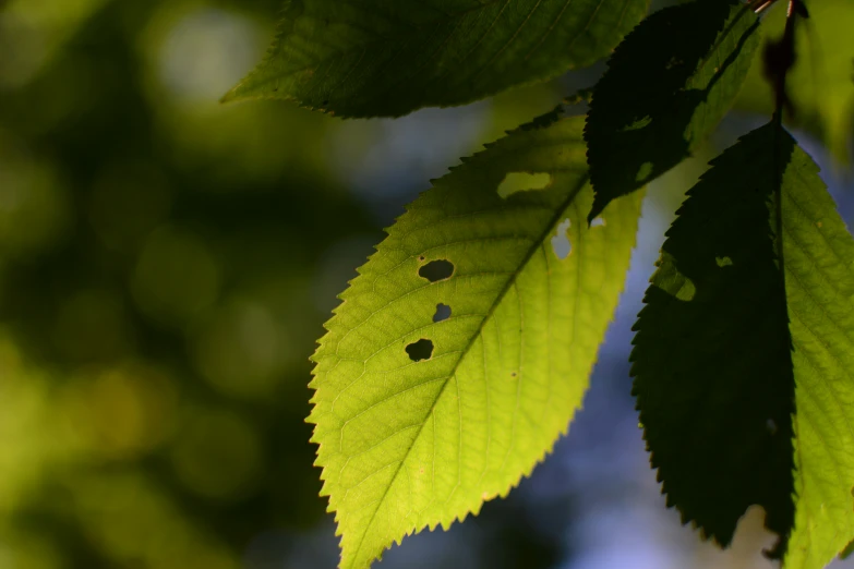 the leaves of the tree are visible from below