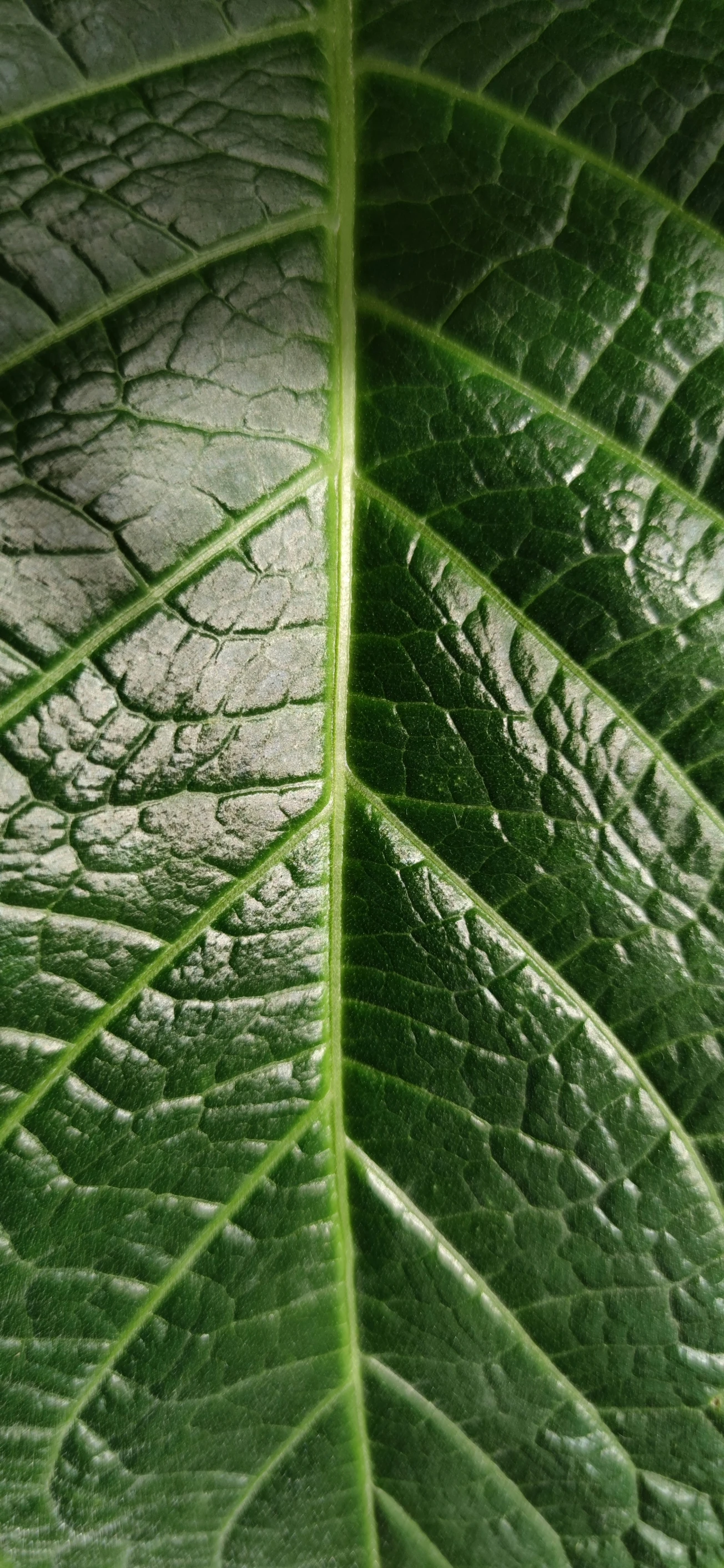 the back side of a green leaf that has a light shining on it