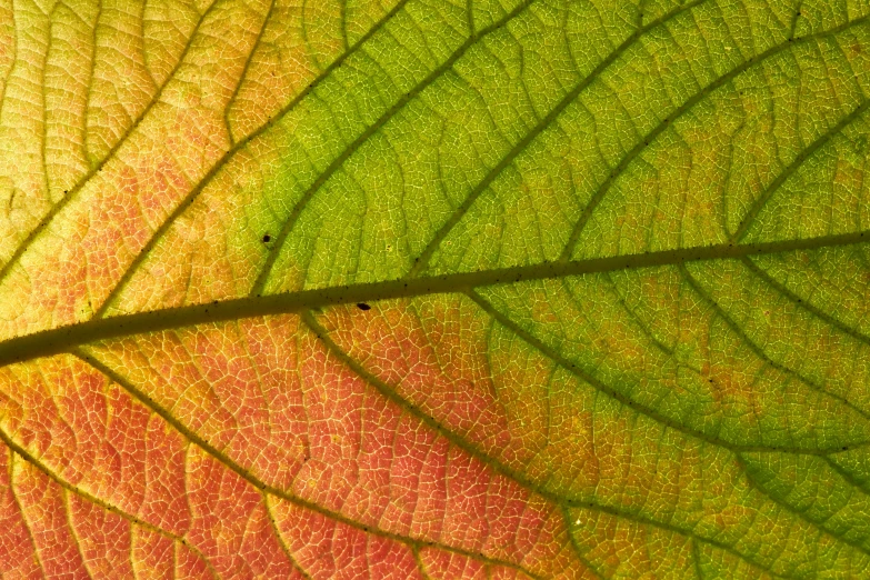 a close up s of a leaf showing its colorful leaves