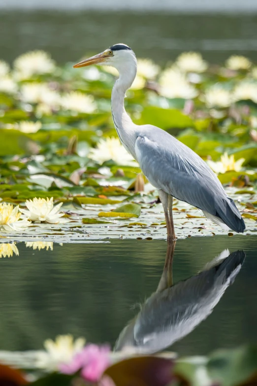 a bird standing in the water with lots of flowers