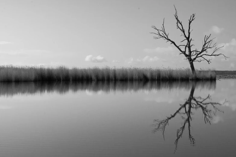 the lone tree in the water is reflected in the water