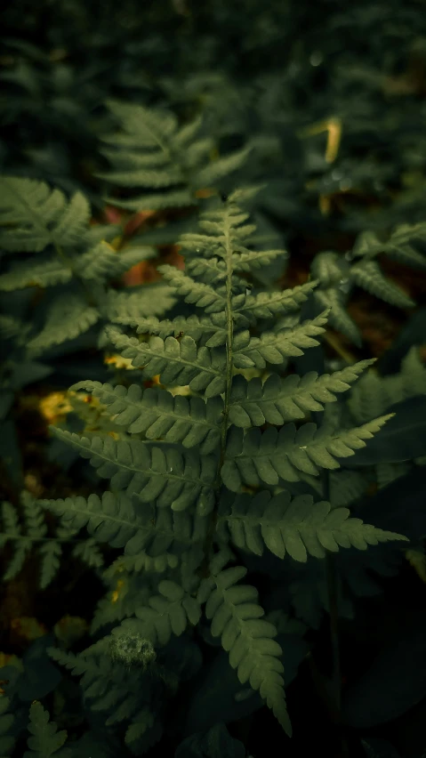 a po taken in the forest looking down on green leaf