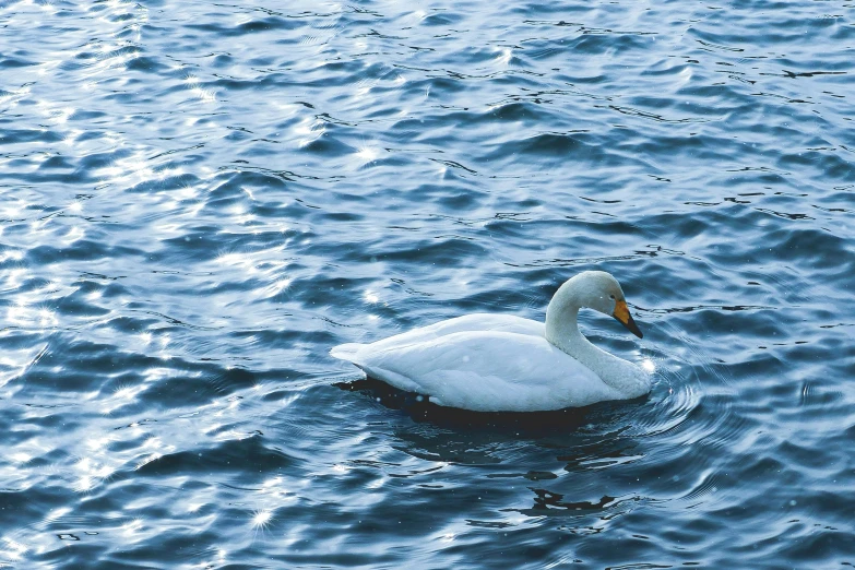 a duck is swimming on the water