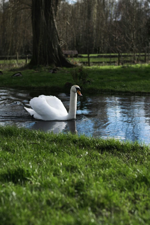 a swan sitting in a pond next to a park