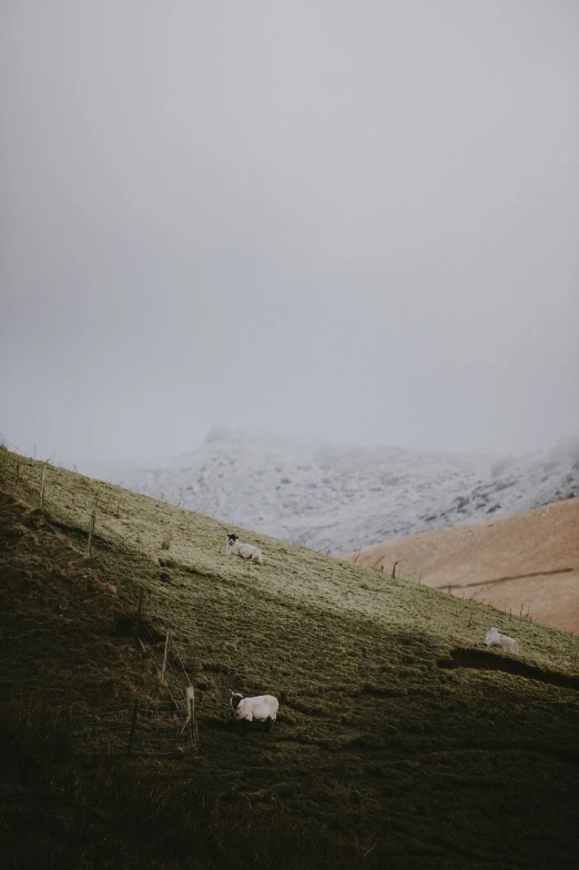 some sheep grazing on the hillside in a hilly area