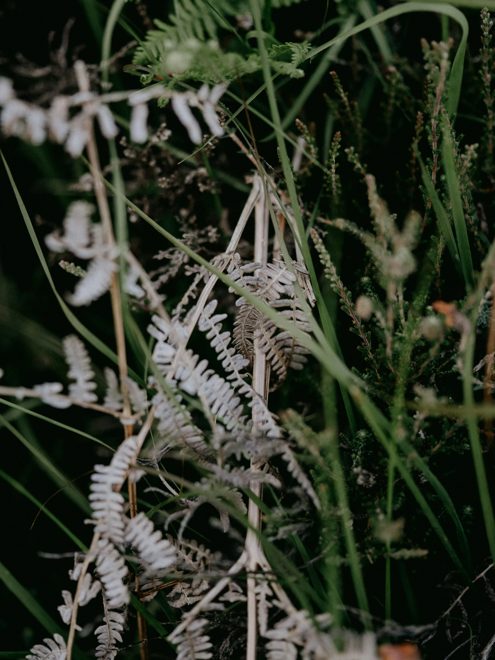 white feathers and fern leaves cover the ground