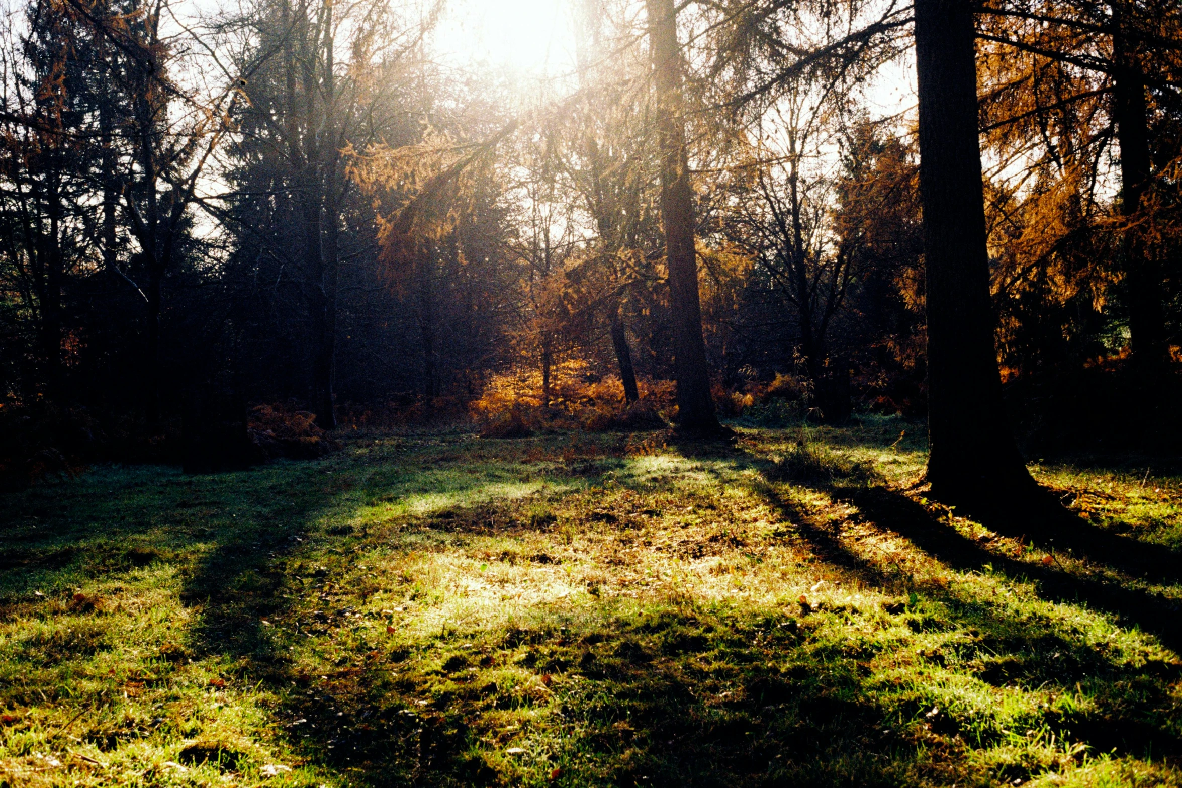 the sun is shining through the trees in the forest