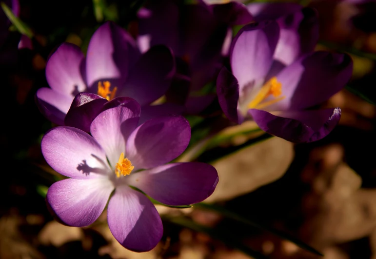 many purple flowers with orange centers in the dark