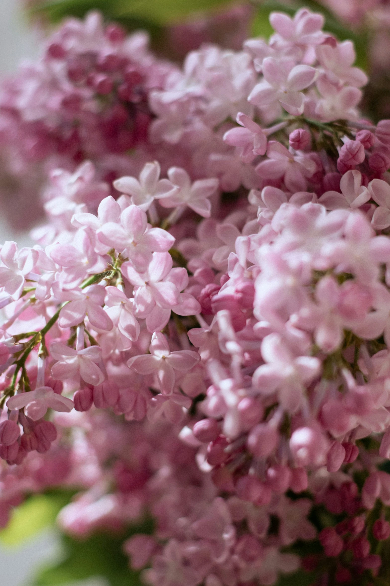 lilacs blooming on an outdoor tree