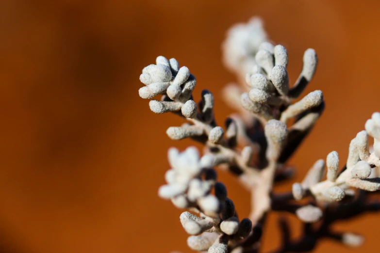 this plant looks like it has small buds on it