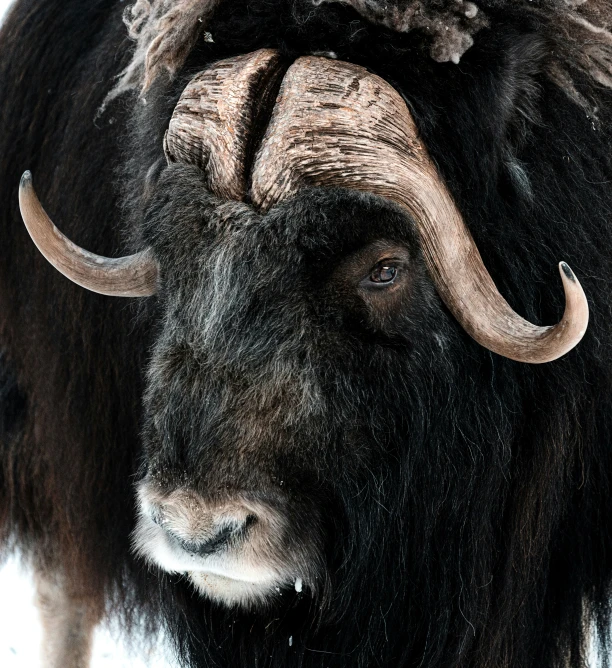 a bison with large horns is standing alone