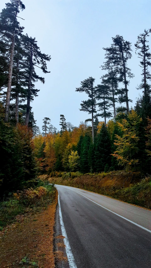 there is an empty road surrounded by trees