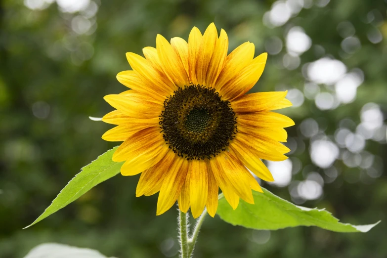 a close up view of a single sunflower