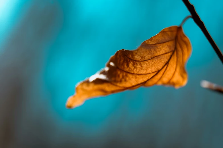 an orange leaf is hanging from a nch