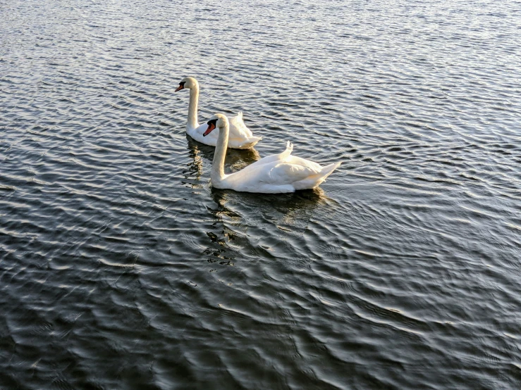 two swans are swimming on the water together