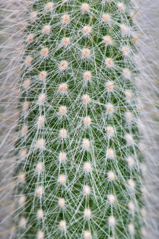 the top view of a green cactus