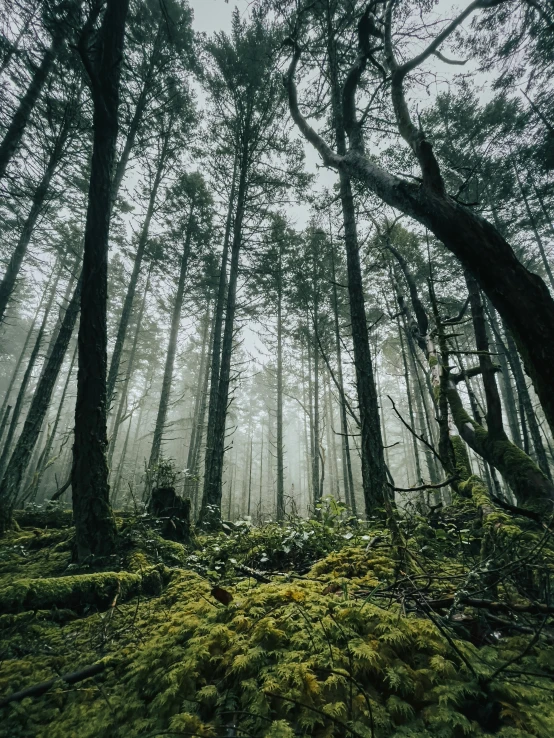 a large amount of forest with a lot of trees