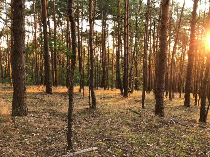 the sun shines through the trees in the forest