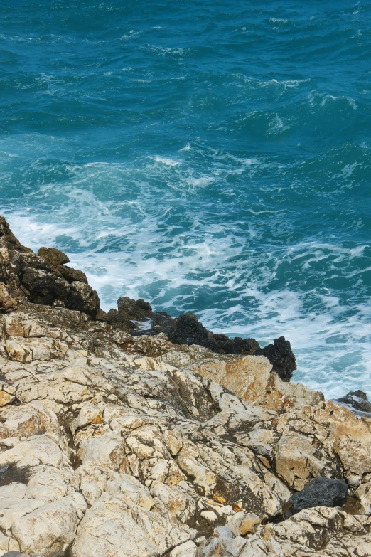 there is a bird that is sitting on a rocky beach