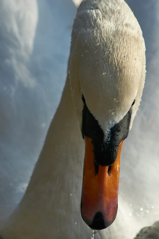 a white bird with an orange beak in the water