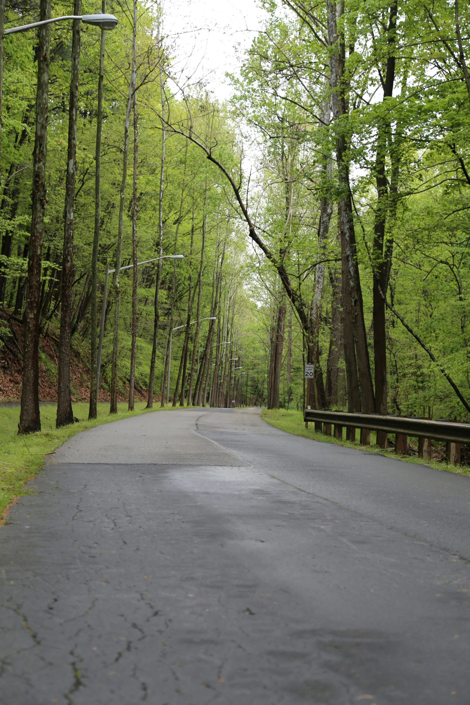 a paved road in the middle of a lush green park