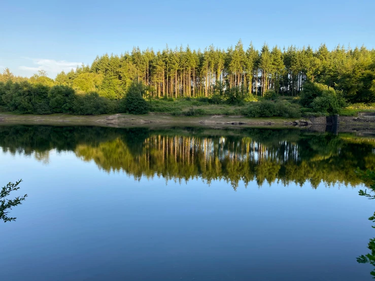 a body of water surrounded by many trees