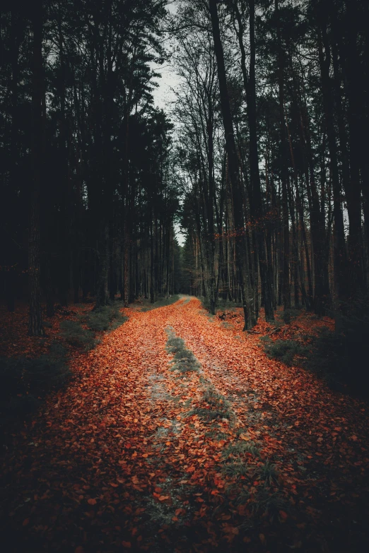 the path to nowhere is surrounded by trees with yellow leaves on it