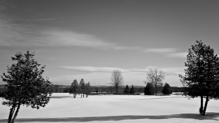 black and white image of trees on snowy landscape