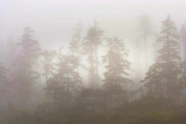 a group of pine trees in the fog