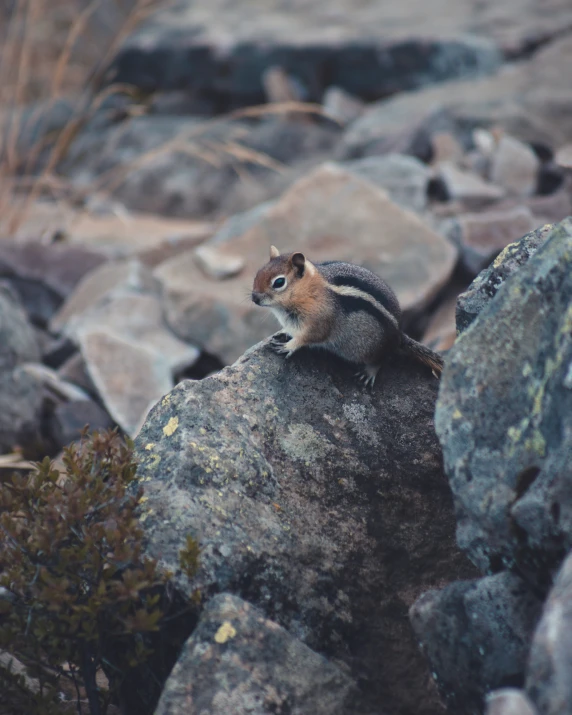 small grey and black squirrel sitting on top of a large rock