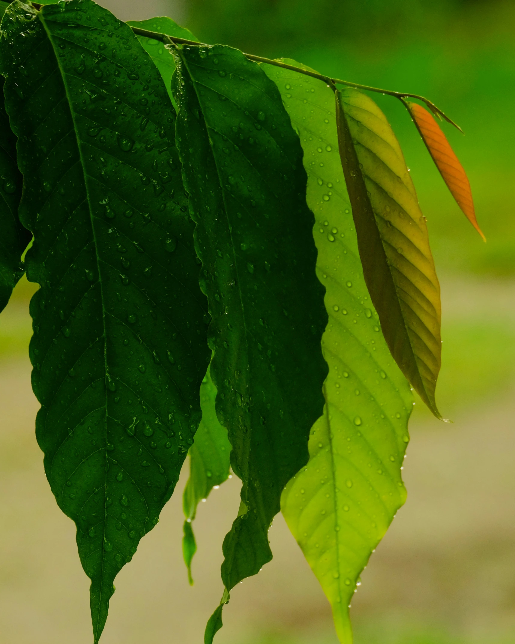 a leaf has several leaves with a light orange tip