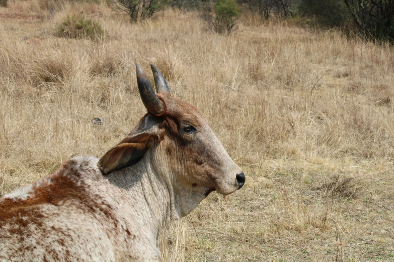 there is a goat that has been standing in the grass