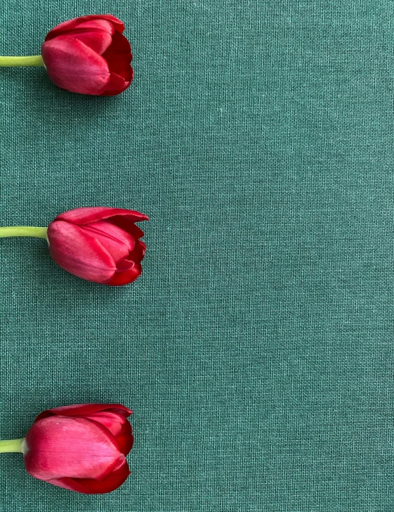 three pink tulips in close up against a black background