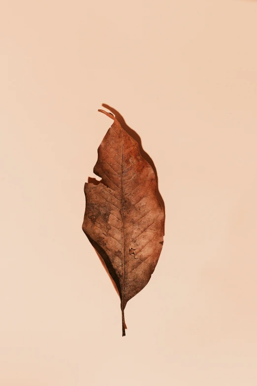 a brown and white picture of a leaf